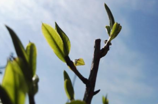 潮安鳳凰單叢十大名樅是什么，烏崠十大古樹名香品種介紹