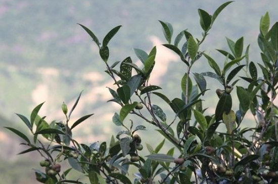 單叢茶十大香型以及常見(jiàn)品種大全，潮安鳳凰單樅十大名香歸類(lèi)