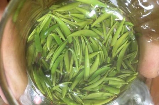 雀舌有一股青草味，雀舌為什么有青草味？