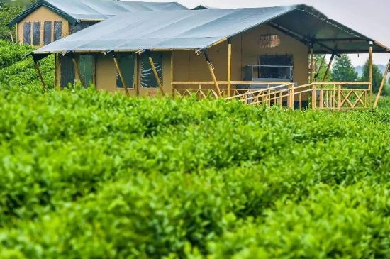 金壇雀舌算不算好茶，金壇雀舌屬于什么檔次茶葉？