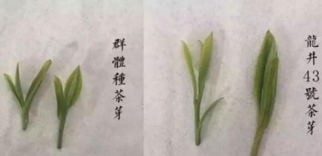 43號(hào)龍井屬于好茶嗎，龍井茶43號(hào)是什么意思？