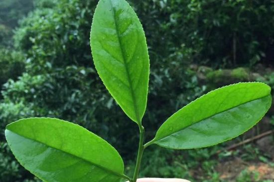 鋸朵仔跟鴨屎香哪個(gè)貴，鋸朵子和鴨屎香哪個(gè)好喝？