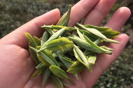 福建什么茶葉最出名，福建名茶有哪些？