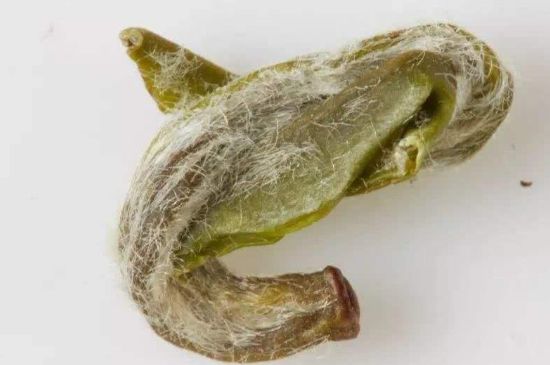 羊巖勾青是綠茶嗎，羊巖勾青茶屬于什么茶？