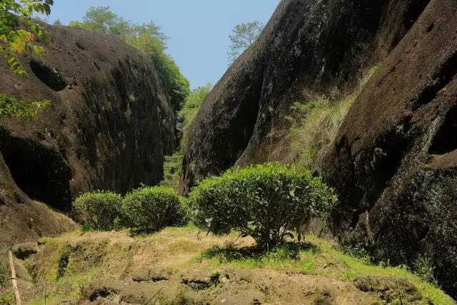 武夷山為什么盛產(chǎn)茶葉，武夷山茶為什么好喝？
