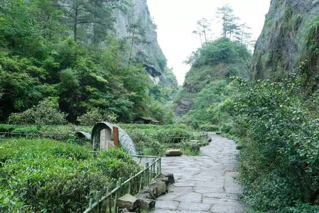 武夷山為什么盛產(chǎn)茶葉，武夷山茶為什么好喝？