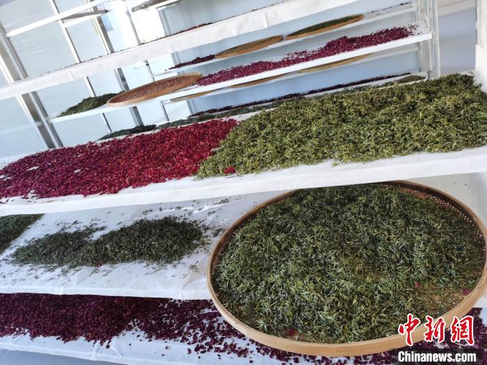 圖為王玲玲收購(gòu)的各種山茶?！⊥貘Q遠(yuǎn) 攝