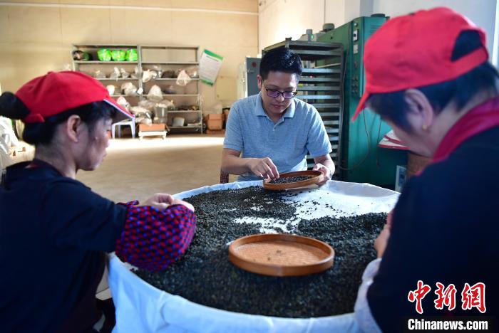 圖為張?jiān)涝谏a(chǎn)車間內(nèi)與工人一起查看茶葉品質(zhì)。　張斌 攝