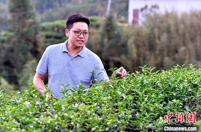 “臺二代”張?jiān)栏＝ㄉ钌椒N茶十年：“來了，就對了”